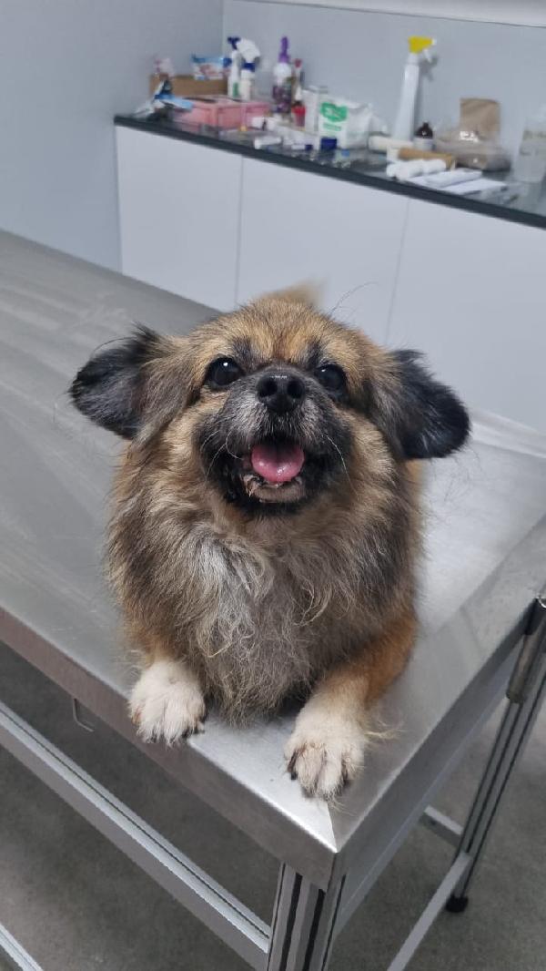 Peggy, Tenera Pechinese